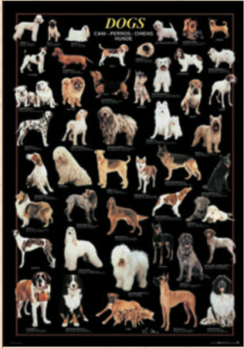 Wide Wild Life - Dogs RICO5804N00020
